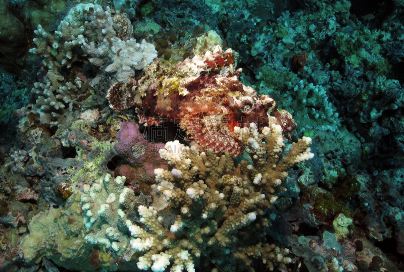 枝状珊瑚,须鲉,诗巴丹岛,深海潜水,indopacific ocean,动物脊骨,自由潜水,鲉,硬珊瑚,水平画幅