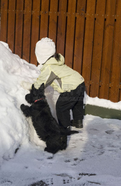 友谊,苏格兰粗毛猎狐犬,垂直画幅,嬉戏的,木制,雪,人,户外,小狗,黑色