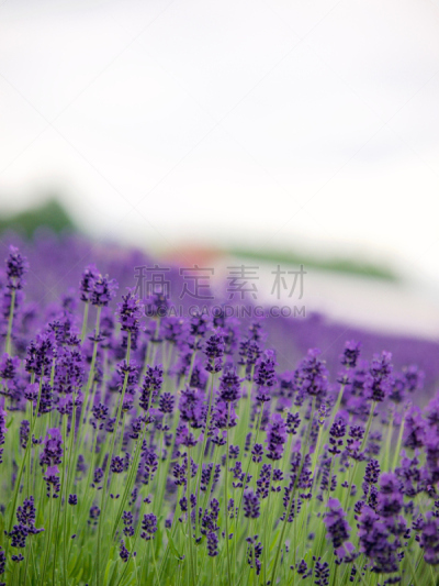 富良野,北海道,日本,熏衣草,农场,十胜岳,高原,自然,垂直画幅,芳香的
