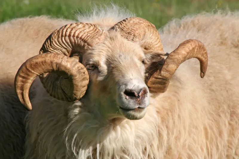 大角羊 三只动物 公羊 正面视角 动物嘴 水平画幅 注视镜头 无人 巨大的 动物身体部位图片素材下载 稿定素材