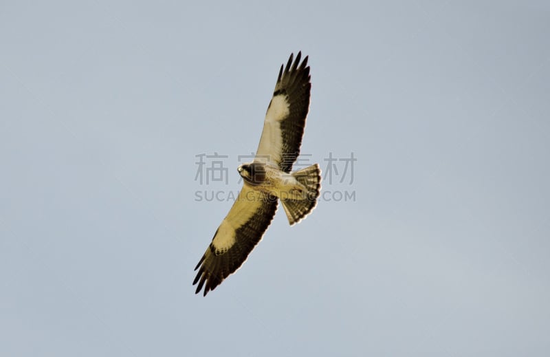 swainson's hawk,夏天,天空,层云,自然,食肉鸟,水平画幅,正下方视角,蓝色,鸟类