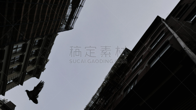 斑鸠,soho区,天空,美国,水平画幅,无人,鸟类,建筑外部,户外,建筑结构