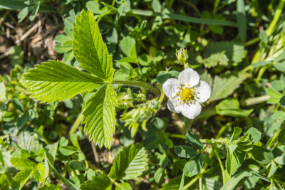 Fragaria viridis