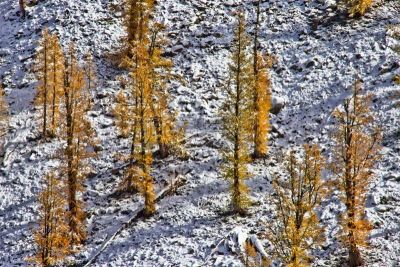 落叶松,雪,美国西北太平洋地区,华盛顿州,秋天,自然纹理,图像,松科,美国,无人