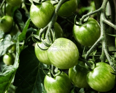 Tomaten in der Reifephase hängen am Strauch