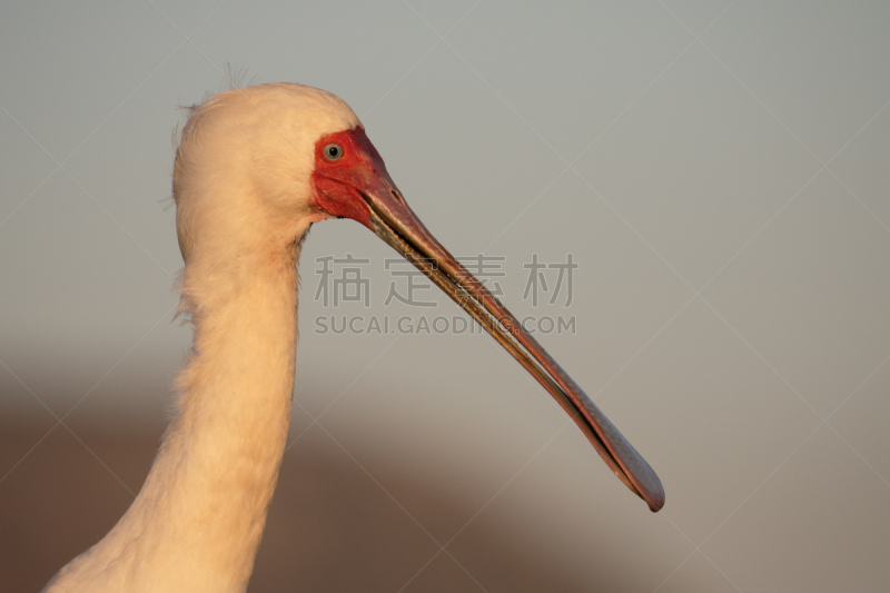 非洲琵鹭,奥巴,琵鹭,自然,水,野生动物,水平画幅,无人,鸟类,非洲