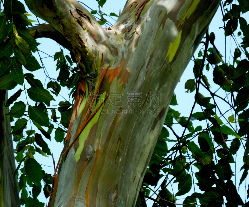 彩虹,桉树,mindanao gum tree,自然,水平画幅,绿色,无人,叶子,植物表皮,多色的