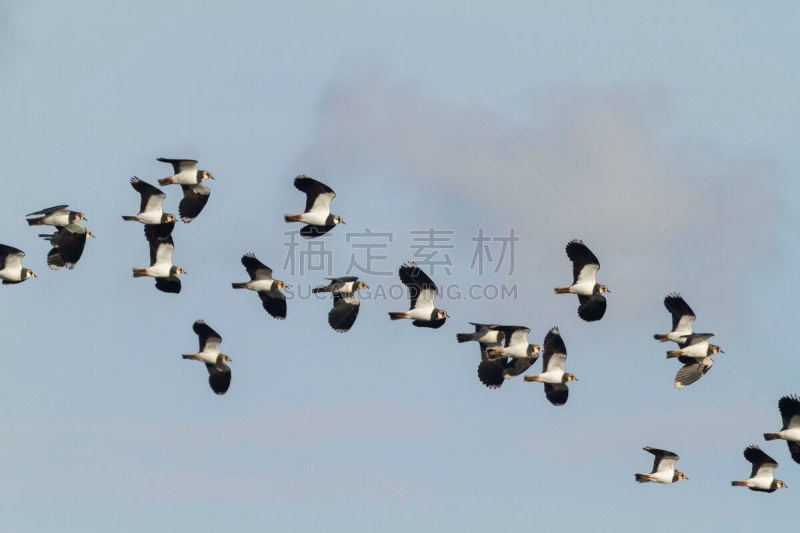 麦鸡亚科,自然,天空,野生动物,水平画幅,欧洲,鸟类,黑色,白色,摄影