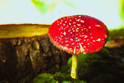 苔藓,斑点,红色,白色,自然美,蘑菇,褐色,水平画幅,无人,夏天