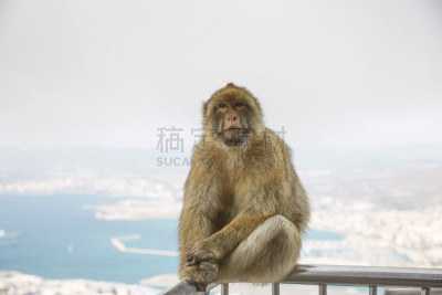 直布罗陀,猴子,地中海猕猴,水平画幅,无人,海港,领土行为,野外动物,猕猴,户外