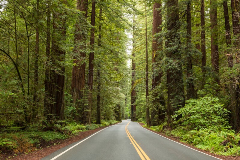 林荫路,纽约巨人,汉伯特红木州立公园,高树果树园,humboldt county,巨红杉树,双黄实线,红杉,州立公园,著名自然景观