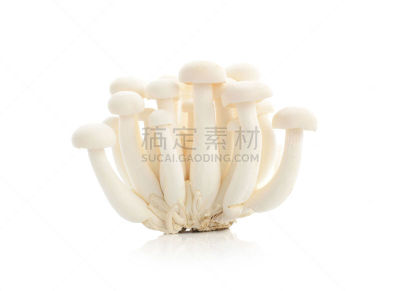 姬菇,分离着色,白色背景,自然,真菌,水平画幅,无人,清新,美味,蔬菜
