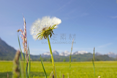 风景,田地,花朵,布朗沃尔德,自然,草地,水平画幅,无人,蓝色,全景