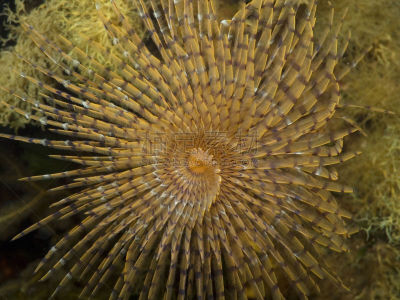 船蛀,螺线,spiral gilled tubeworm,毛足虫,自然,水,无脊椎动物,野生动物,水平画幅,无人