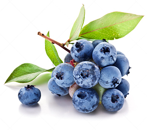 白色背景,蓝莓,叶子,水平画幅,绿色,水果,无人,蓝色,浆果,组物体
