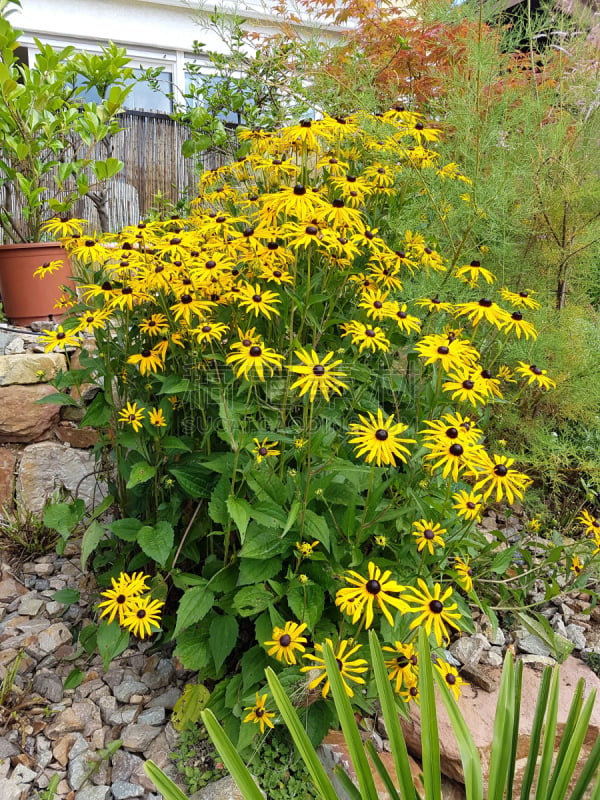 阔边遮阳帽,黄雏菊,垂直画幅,金花菊,植物,草原黄锥菊,无人,黄色,德国,草本