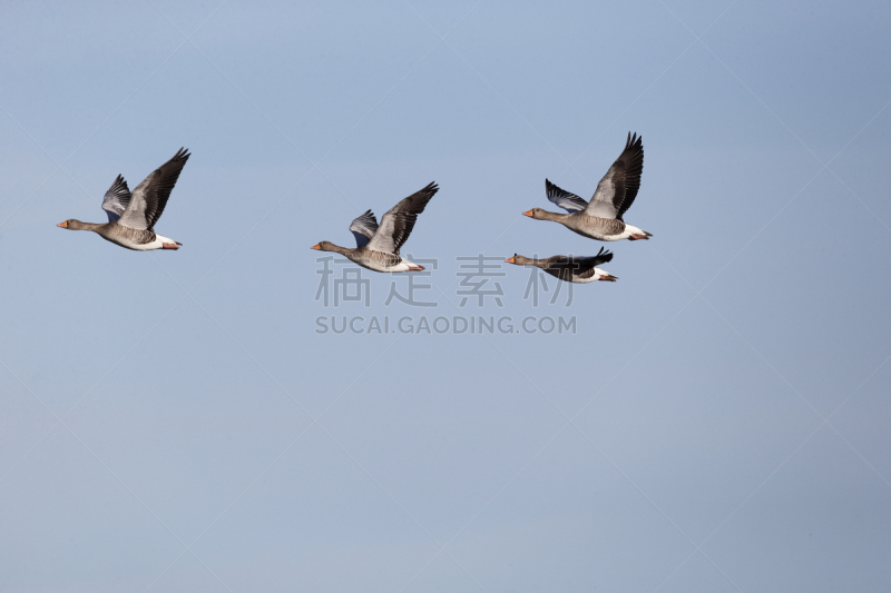 灰雁,雁属,自然,水,野生动物,水平画幅,鹅肉,丘陵鹅,鸟类,野外动物