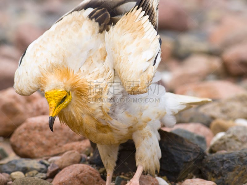 egyptian vulture,索科特拉岛,秃鹰,自然,野生动物,食肉鸟,水平画幅,无人,鸟类,野外动物