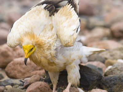 egyptian vulture,索科特拉岛,秃鹰,自然,野生动物,食肉鸟,水平画幅,无人,鸟类,野外动物