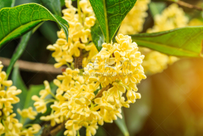 十月,黄色,桂花,花头,茶树,芳香的,水平画幅,无人,夏天,特写