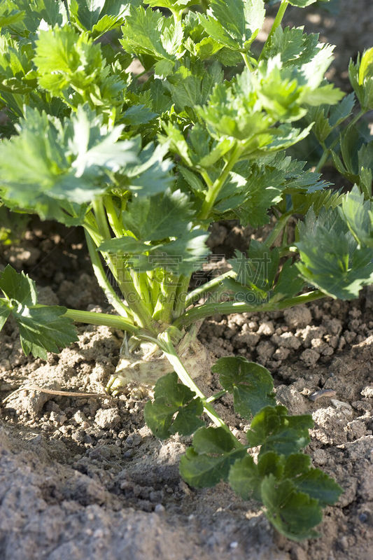 芹菜,生物课,垂直画幅,有机食品,泥土,户外,农产品市场,农作物,田地,植物