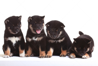 小狗,动物群,白色背景,罗威纳犬,阿拉斯加雪橇犬,雪橇犬,纯种犬,水平画幅,小的,可爱的