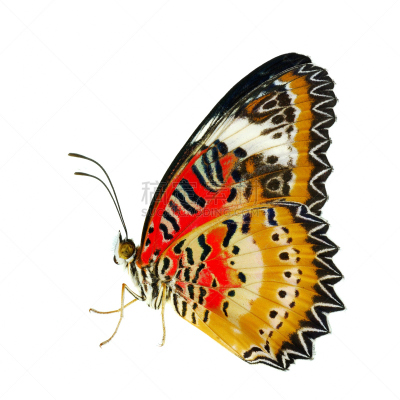 lacewing,美洲豹,灵感,蝴蝶,优美,噪声,动物身体部位,特写,白色,两翼昆虫