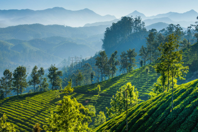 慕那尔,印度,茶树,绿色,喀拉拉邦,大吉岭,中裤,梯田,种植园,乌克兰