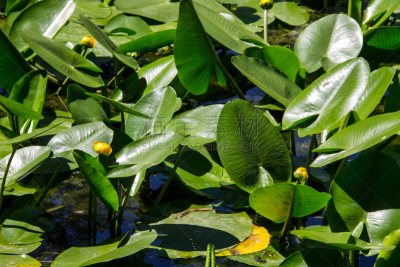 白兰地酒瓶睡莲,yellow water,水,美,水生植物,水平画幅,睡莲,夏天,户外,湖