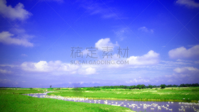 越南,牧鸭人,掸邦,小鸭子,自然,领导能力,成一排,水平画幅,鸟类,户外