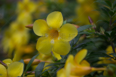 BellFlower