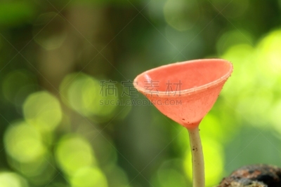 蘑菇,森林,水平画幅,孢子,秋天,无人,有毒生物体,苔藓,毒蝇菇,真菌学