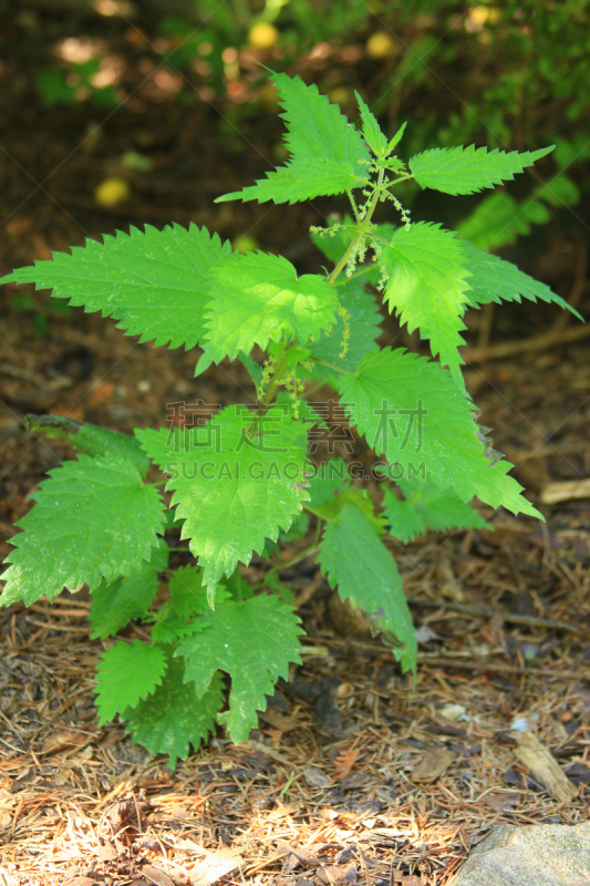 刺荨麻,螫刺的,垂直画幅,植物,野外动物,户外,草药,草本,摄影,愤怒