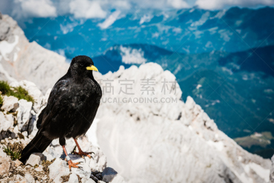 阿尔卑斯山红嘴山鸦,岩石,山鸦,鹰爪,乌鸦,自然,野生动物,水平画幅,鸟类,户外