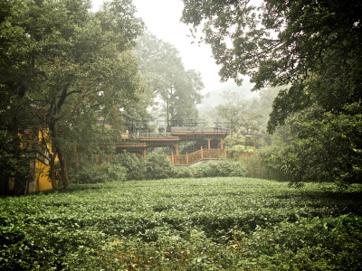 杭州,白昼,疲劳的,西湖,江苏省,水,茶树,水平画幅,旅行者,户外