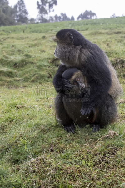 parc national des volcans,金丝猴,卢旺达,濒危物种,婴儿,威兰伽国家公园,坦桑尼亚,特有物种,垂直画幅,野生动物