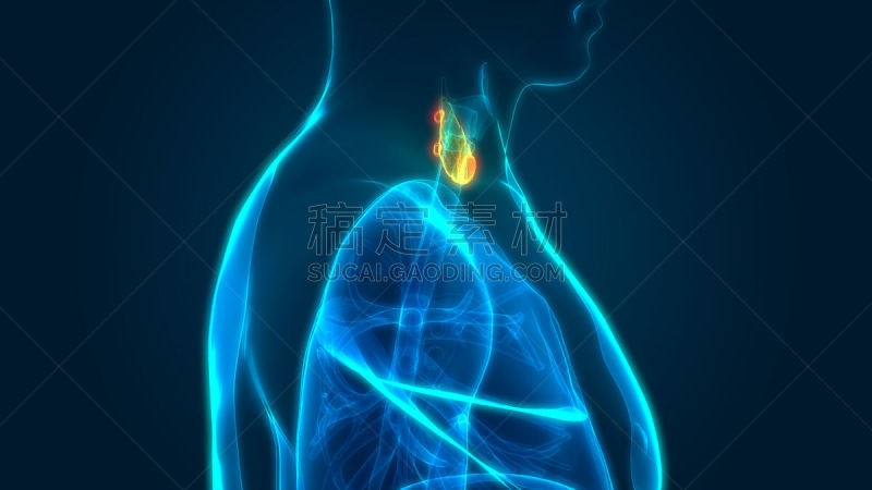 人类腺体,人体结构,甲状腺,有序,药,病毒,三维图形,印度,人体,信息图表