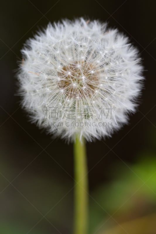 蒲公英,鹭管鱼,教派,植物叶柄,自然,垂直画幅,草地,树篱,无人,夏天