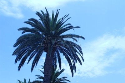 棕榈树,低视角,鸡尾酒,天空,水平画幅,无人,椰子,枣椰子,户外,单子叶植物