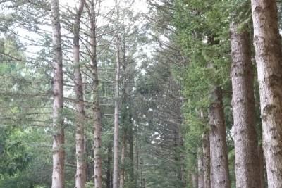 岛,行人,街道,空中走廊,铺路石,城市生活,视角,环境,步行道路,巷