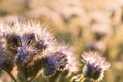 Büschelschön oder Bienenfreund im Herbst