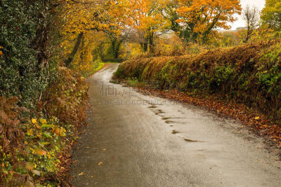 英格兰,dartmoor,秋天,德文郡,自然美,颜色,彩色背景,英国,枝繁叶茂,小路
