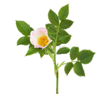 野玫瑰,多刺玫瑰,开花的山茱萸,山茱萸,单茎玫瑰,箭木,温带的花,无人,白色背景,玫瑰