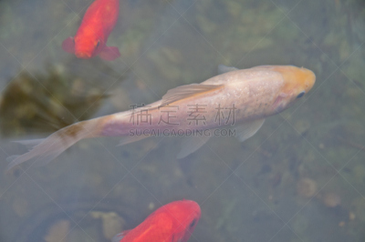 锦鲤,白色,鱼类,咸水湖,水景花园,自然,水平画幅,日本,巨大的,户外