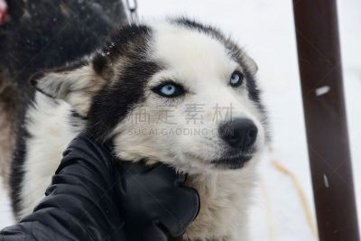 西伯利亚哈士奇犬,斯瓦尔巴德群岛,狗拉雪橇比赛,朗伊尔城,雪上汽车运动,北极点,北冰洋,斯匹兹卑尔根,斯瓦尔巴特群岛和扬马延岛,爱抚