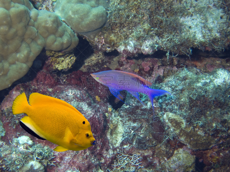 水,水平画幅,无人,水下,斑点,神仙鱼,潦草,海洋,礁石,anthias fish