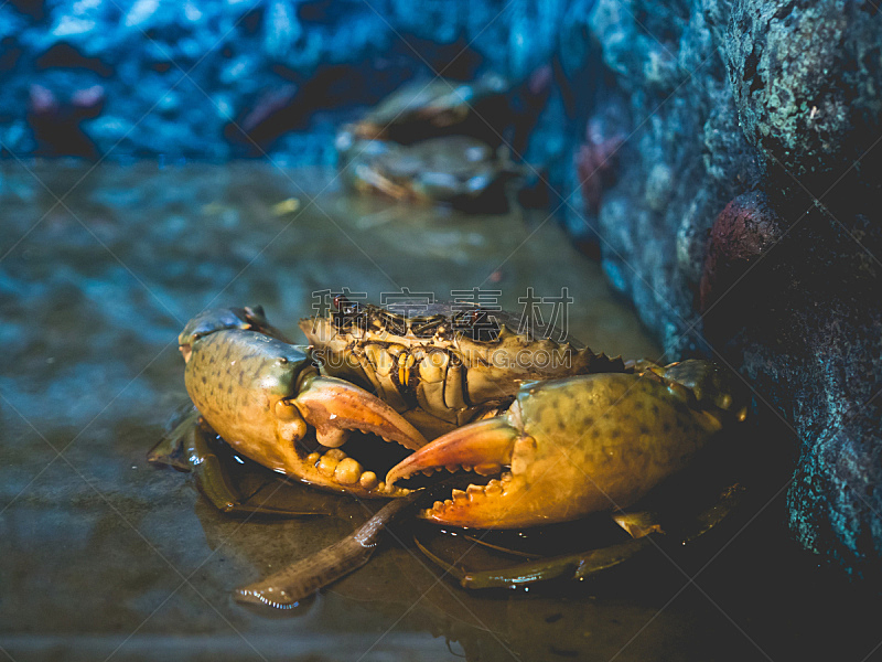 螃蟹,海洋,巨大的,未来,fiddler crab,石蟹,丹金尼斯螃蟹,人工饲养动物,爪,水族馆