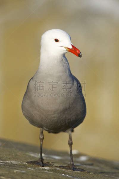 航鸥,海鸥,圣伯纳犬,无人,垂直画幅,野生动物,图像,动物学,美国,摄影