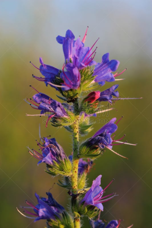 牛舌草,欧洲赤松,蝰蛇,自然,垂直画幅,无人,蓝色,夏天,户外,野生植物