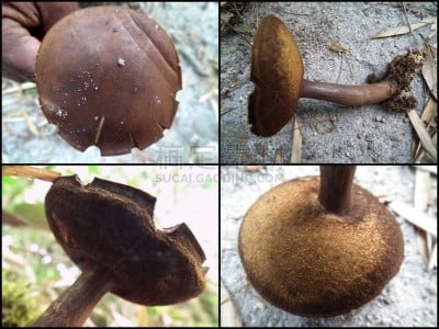 蘑菇,濒危物种,合成图像,美,褐色,水平画幅,无人,户外,特写,树林